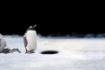 Пингвин Подледная рыбалка снежный фон высококачественная компьютерная печать для детей детские фоны